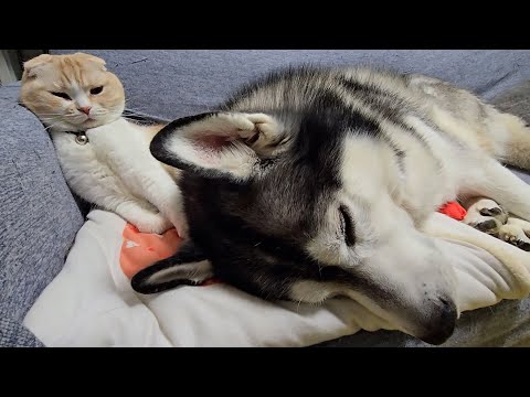 病院から帰ったハスキー犬の様子がおかしいです...