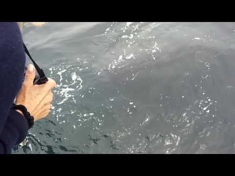 Friendly Humpback Whale