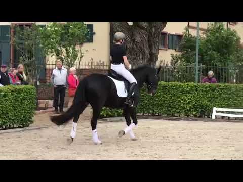 2023 04 29 Fohlenhof Tag der offenen Tür