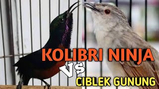 Download lagu MASTERAN MURAI BATU ‼️ KOLIBRI NINJA VS CIBLEK GUNUNG GACOR mp3 Download lagu MASTERAN MURAI BATU ‼️ KOLIBRI NINJA VS CIBLEK GUNUNG GACOR mp3
