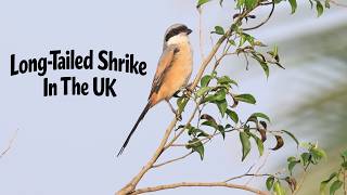 Download lagu Long-tailed Shrike. Crail, Fife. Pertama di Inggris dalam 26 Tahun. mp3 Download lagu Long-tailed Shrike. Crail, Fife. Pertama di Inggris dalam 26 Tahun. mp3