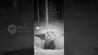 落とし穴に落ちる熊 　A bear trapped in a pitfall.　＃AI
