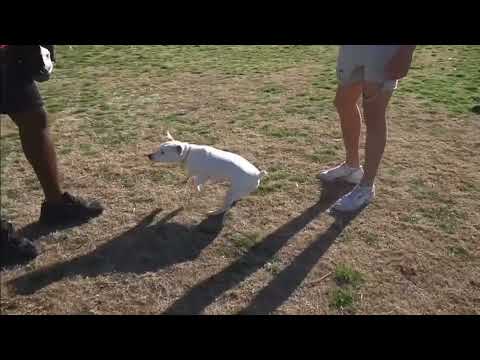 “is that your dog?” -Demarcus Cousins III