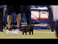 Don't Blame The Black Cat For The Giants Loss | The Jim Rome Show