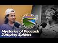 Ep 45 Peacock Jumping Spiders | Michael Lun