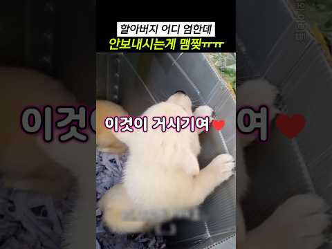 할아버지 어디 엄한데 안보내시는게 맴찢ㅠㅠ @남피디와아이들