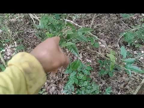 Vareda para caçada de tatu