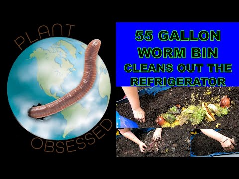 55 GALLON WORM BIN EATS CHEESE
