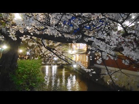 桜咲く頃・京都・祇園白川の夜桜 Gion-Shirakawa in Kyoto w/Cherry Blossoms 2016-4-5