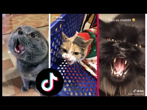 FUNNY ANGRY CATS OF TIKTOK COMPILATION 😾 🐾  - PART 1
