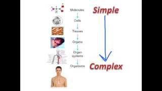 Cover art for molecules