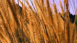 Scenic Corner of Nature!