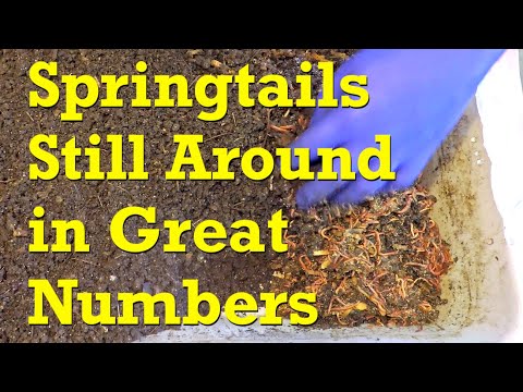318-day mixed red worm bin still has springtails, but maybe fewer now - vermicompost