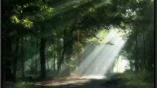 bird of paradise.flv  Michael Franks