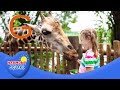The Alphabet Zoo On Harmony Square
