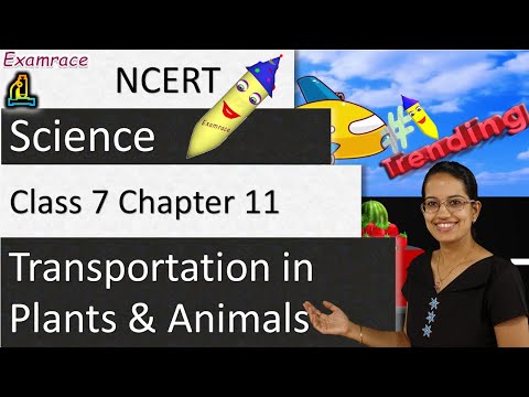 NCERT Class 7 Science Chapter 11: Transportation in Plants and Animals (NSO/NSTSE) | English Video Lecture - Class 7 | Best Video for Class 7 NCERT Class 7 Science Chapter 11: Transportation in Plants and Animals (NSO/NSTSE) | English Video Lecture - Class 7 | Best Video for Class 7