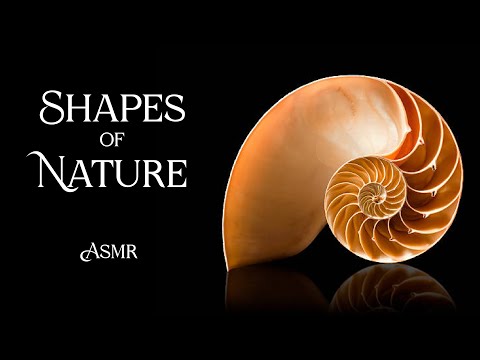 Patterns and Shapes in Nature: Why? How? Where? (ASMR Story for Sleep)