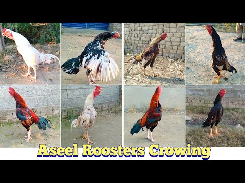 Aseel Roosters Crowing _ Compilation | Rooster Crowing _ Compilation Plus Sound Effects