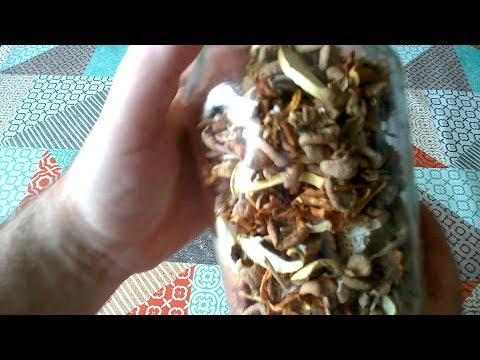 download lagu mp3 mp4 Mushroom Storage Temperature, download lagu Mushroom Storage Temperature gratis, unduh video klip Mushroom Storage Temperature