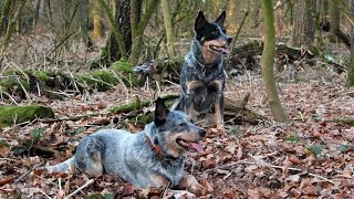 preview picture of video 'Australian Cattle Dogs in Action'