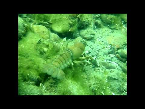 écrevisse de californie dans le lac léman