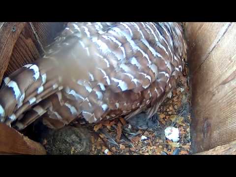 Morning View Of Three Owlets On Barred Owl Cam – April 9, 2018