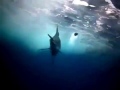 Black Marlin At Top Speed Swiming So Fast 100 Km H