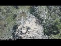 Bald Canyon Bald Eagle Nest