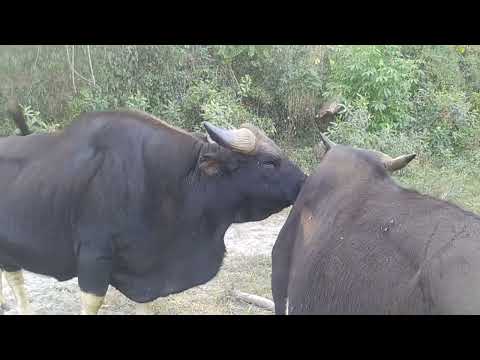 ##@Arunachal Pradesh State Animal//Mithun Groups Gathering/After Grazing Inside The Forest//(PBEN)##