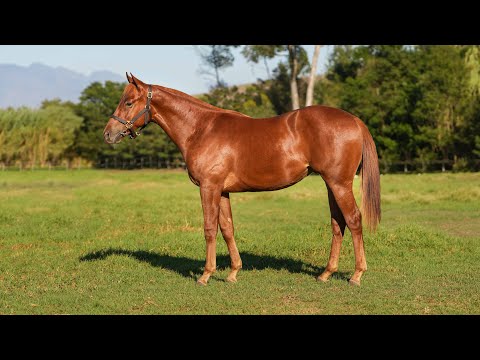 Lot 288 - Perfect Power is a colt by Malmoos ex So Flawless