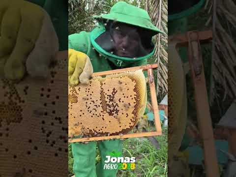 Boraa produzir meu Araguanã-MA #Apicultura é Agro 
