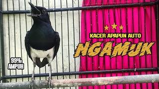 Download lagu Suara Burung Kacer Bikin Lawan Emosi Gacor, Pancingan Kacer Agar Cepat Emosi Gacor mp3 Download lagu Suara Burung Kacer Bikin Lawan Emosi Gacor, Pancingan Kacer Agar Cepat Emosi Gacor mp3