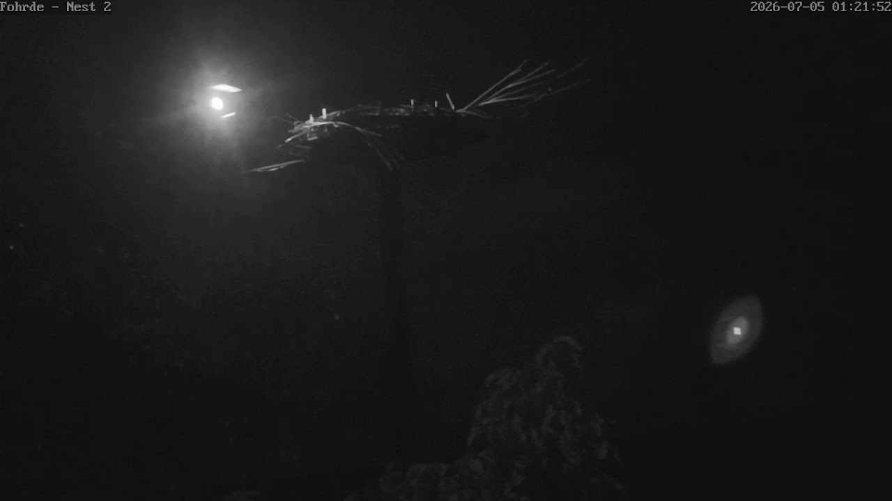 Live webcam view of White Stork Nest Tree Camera