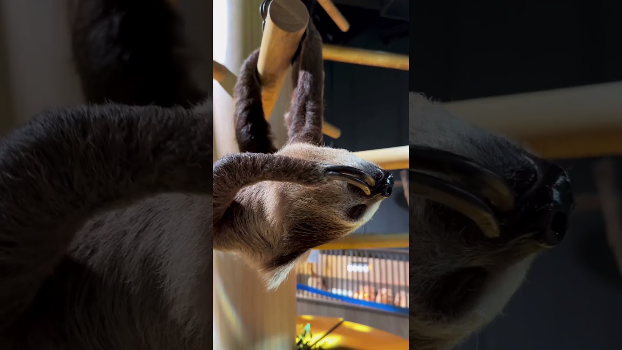 animals 🐱🦥🦈🩵 #渡辺美優紀 #Miruki #みるきー 2023.05.08