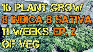 16 Plant Cannabis Grow In 4x8 Grow Tent Under The FC 4800 &amp; FC-E 4800 Ep. 2