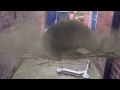 Another Builder Accident