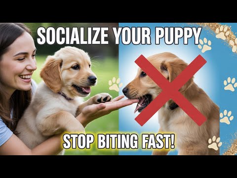 Stop Puppy Biting Immediately! Proven Socialization & Training Tips 🐶