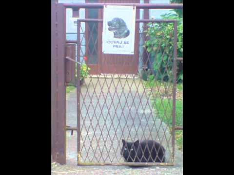 SB Ekipa ( Solo ) - AutoTune