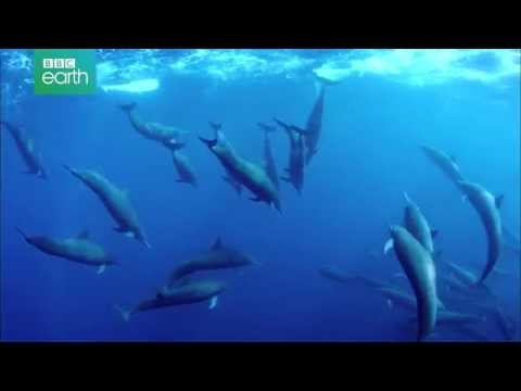 Delfine hautnah - Großes Delfin-Treffen - Clip [HD] Deutsch / German