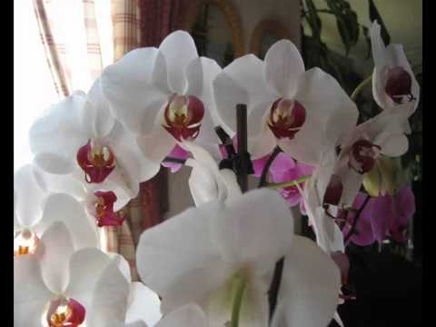 Jibone Jodi Deep Jwalate Paro -Satinath Mukherjee