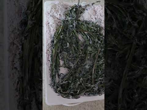 Käseherstellung mit Labkraut