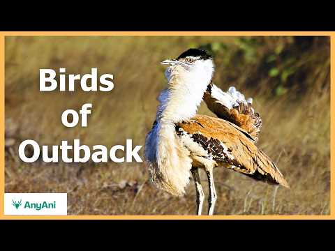 Birds of Australian Outback — From Ground Runners to Sky Rulers | Wildlife Documentary 4K
