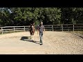 Jument 4 ans Paint Horse PP