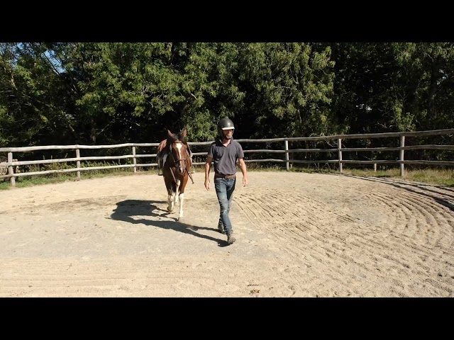 Jument 4 ans Paint Horse PP 