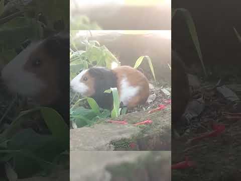 🇦🇷💙ENTRE LOS BICHOS | La Cruz, Corrientes, Argentina | 22 / Abril / 2026 | #shortvideo #short #corto