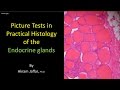 Picture test in histology of the endocrine glands