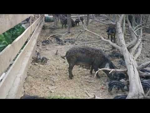 Predivna atmosfera kod mangulica