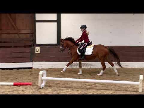 ZAUBERFEE 3j. Deutsches Reitpony VB 7000,- Euro