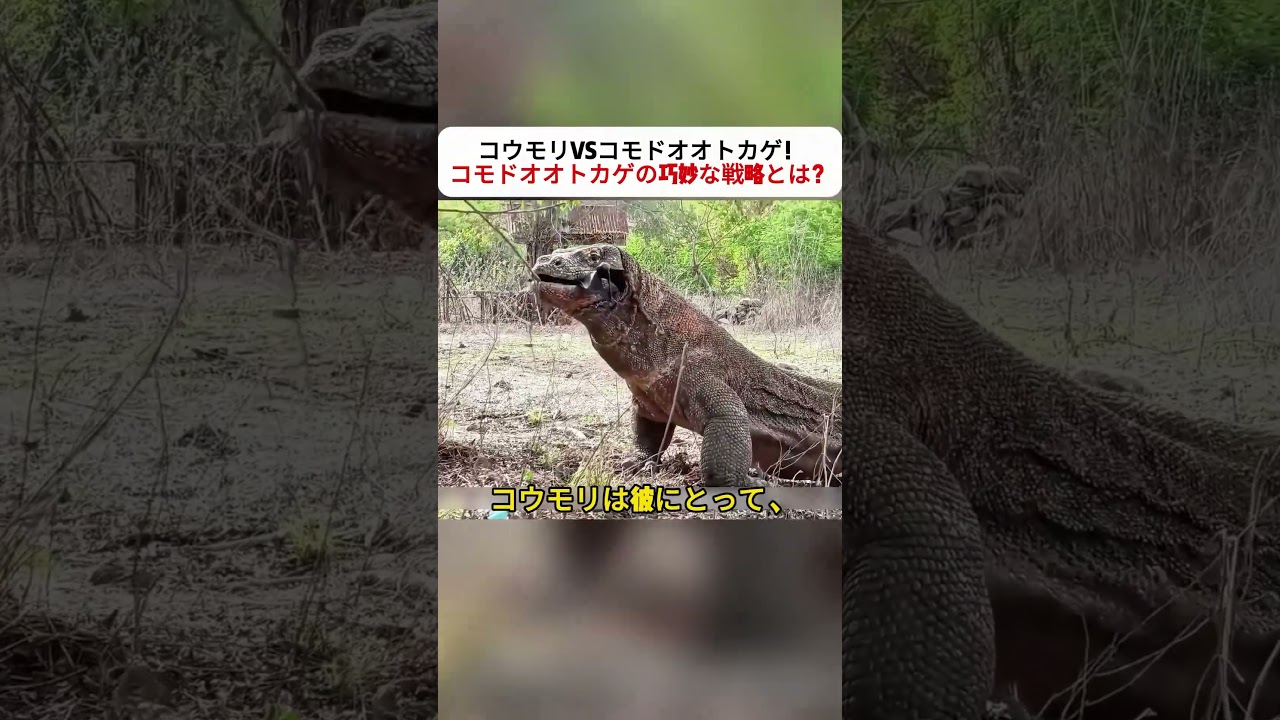 コウモリVSコモドオオトカゲ！ コモドオオトカゲの巧妙な戦略とは？ #コモドオオトカゲ #コウモリ #野生動物 #サバンナ #自然の掟