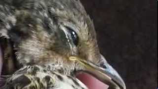 U STOLE MY HEART = JOAN ARMATRADING